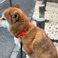 突然の散歩拒否