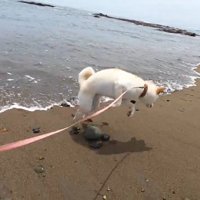 「うわあっ！」と飛び上がるノンくん