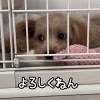 ケージの中で伏せる犬