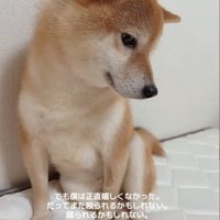 隅で怯える柴犬