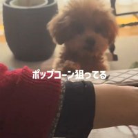 ポップコーンを狙うボムさん