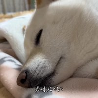 やっぱりお兄ちゃんが好き