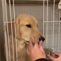 扉を閉めようとする飼い主さん