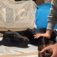 タイソンくんが回復するまで3