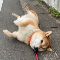 いつもの