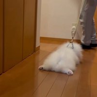 ズルズル…