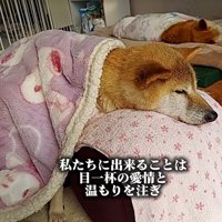 穏やかなクッキーちゃん