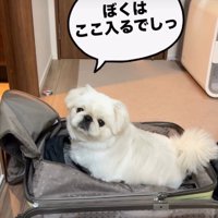 スーツケースに入る犬1