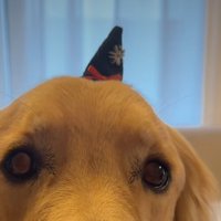 小さな犬用帽子