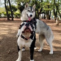 友達犬とワンプロ♪
