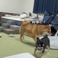 助けに行く2匹