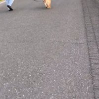 犬の後ろ姿