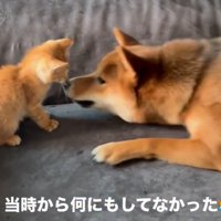 何もしないちゃまるちゃん