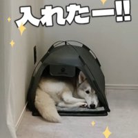 ミニテントなのに入れた！！