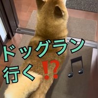 ドッグランに誘ったら…