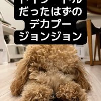 眠る犬5