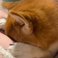 あからさまにしょんぼり