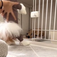 支えられる犬1