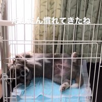 サスケくんの変化6