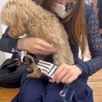 ハーネスをプレゼント