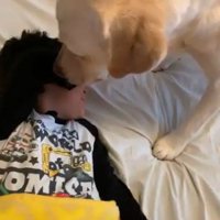 男の子を起こすバウくん7