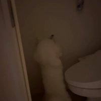 電気が消えたトイレの個室に佇む犬