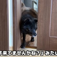 「いや、やっぱり…」