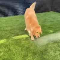 さくちゃんの水遊び