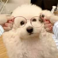 メガネ