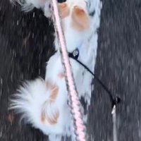 前を見てスタスタと歩く白い犬