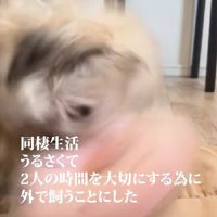 愛犬がうるさすぎる！？