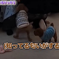 駆け寄るぽんちゃん