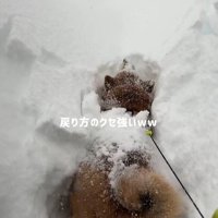 後ろに戻ろうとジタバタ…