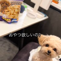 くまちゃんに「おやつほしいの？」と聞いたら2