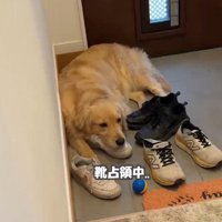 客人の靴の上に寝そべる犬