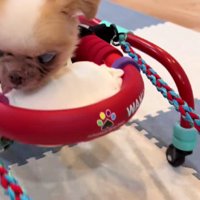 シニアの羽雲ちゃん！！
