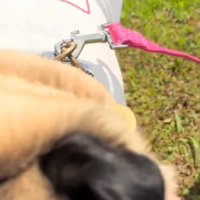 犬のアップ