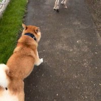 外で遊んでいた幸太郎くんと凛ちゃん7