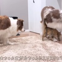 初めてのスリスリに感動！！