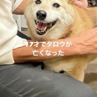 笑顔でカメラを見つめる茶色い犬