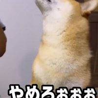 ムキ顔を見せる柴犬