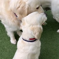 おもちゃをくわえる3匹の大型犬たち