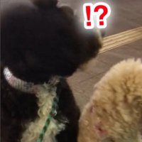 パパさんとプルミちゃん＆バニーちゃんの再会3