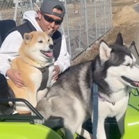 ミニカーに乗っている柴犬とハスキー犬と男性