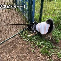柵から離れません