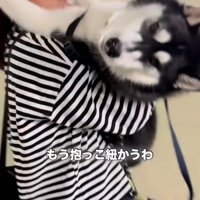 カメラ目線の犬