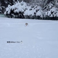 雪に埋もれるポムちゃん