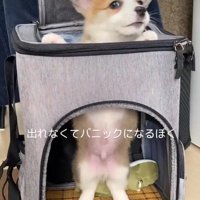 「出られないよ！」