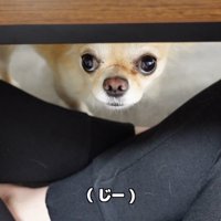 お仕事中に甘えるみるくちゃん2