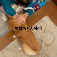 女の子が帰ってきてしっぽを振る犬